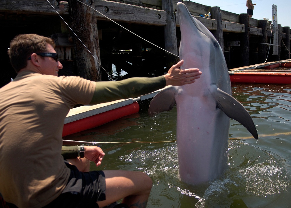 Petty Officer 2nd Class Michael Gerstel rewards a bottlenose dolphin after a successful training program.