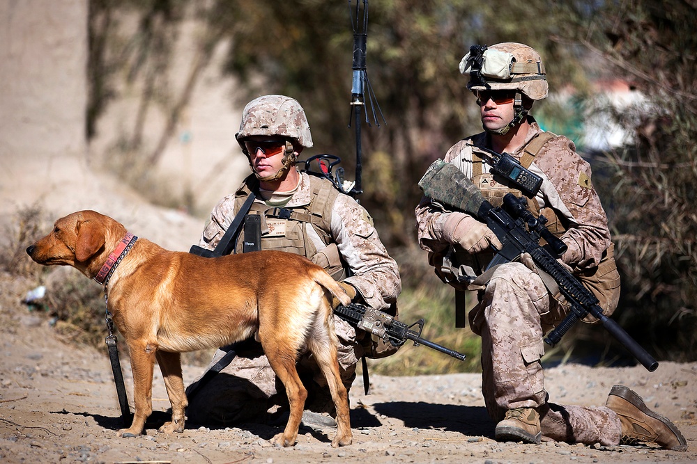 Lance Cpls. James Blomstran and Ryan Gerrity and their military working dog, Sage, halt during a security patrol.