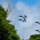 U.S. Air Force, allies conduct flybys during Guam’s 81st Liberation Day Parade U.S. Air Force, allies conduct flybys during Guam’s 81st Liberation Day Parade