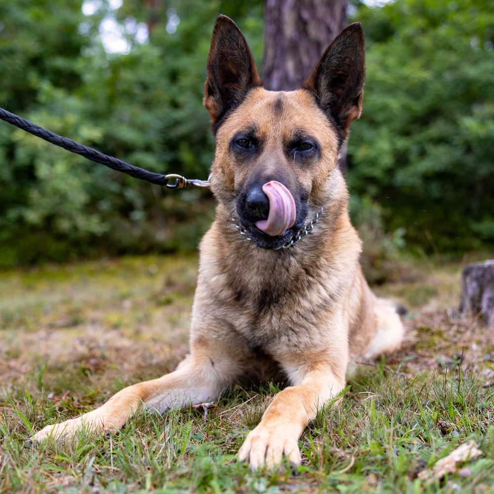 Grafenwöhr Dogs
