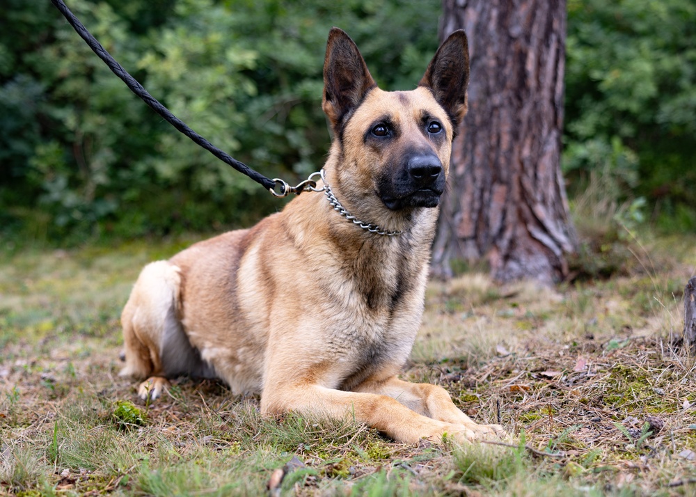 Grafenwöhr Dogs