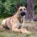 Grafenwöhr Dogs