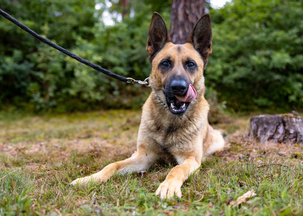 Grafenwöhr Dogs