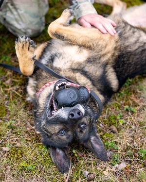 AFN Aviano Radio Spot: Flea and Tick Prevention