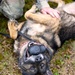 Grafenwöhr Dogs