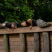 Virginia Tempest: British Royal Marines conduct o-course