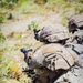 Devil Avalanche: Live Fire Exercise