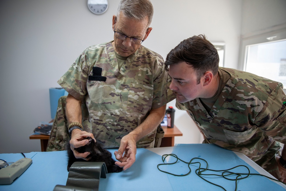 Kosovo Forces (KFOR) Regional Command-East’s Veterinary Team visits Camp Film City Kosovo to offer spay and neuter clinic