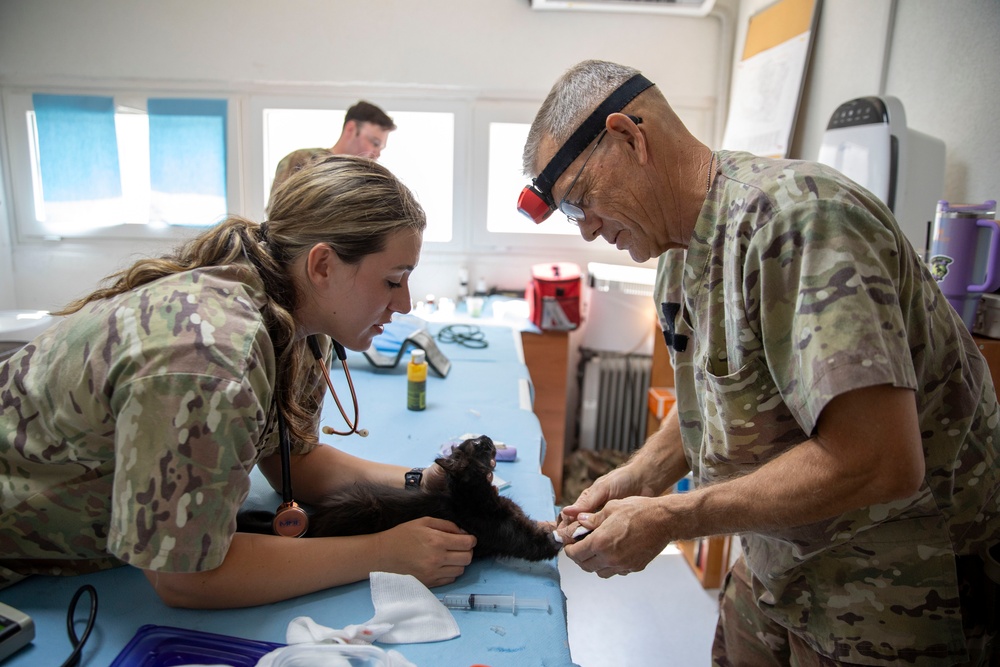 Kosovo Forces (KFOR) Regional Command-East’s Veterinary Team visits Camp Film City Kosovo to offer spay and neuter clinic