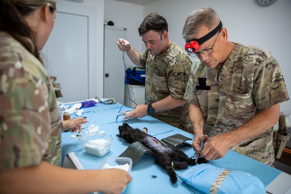 Kosovo Forces (KFOR) Regional Command-East’s Veterinary Team visits Camp Film City Kosovo to offer spay and neuter clinic
