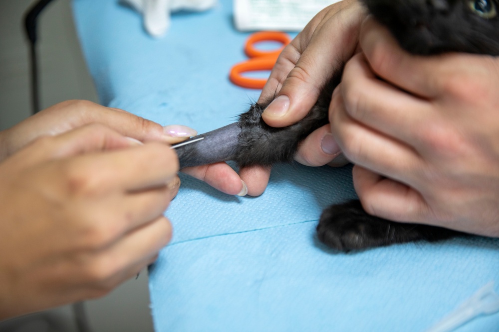 Kosovo Forces Regional Command-East’s Veterinary Team visits Camp Film City Kosovo to offer spay and neuter clinic