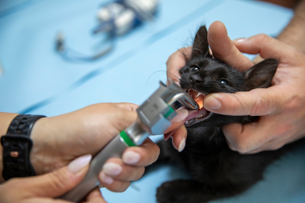 Kosovo Forces Regional Command-East’s Veterinary Team visits Camp Film City Kosovo to offer spay and neuter clinic