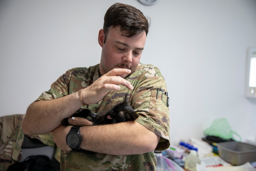 Kosovo Forces Regional Command-East’s Veterinary Team visits Camp Film City Kosovo to offer spay and neuter clinic