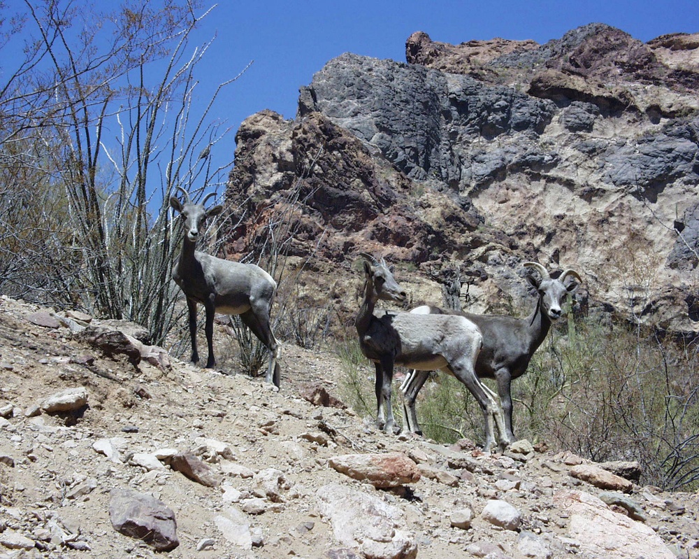 Hunters help sustain Yuma Proving Ground wildlife conservation efforts