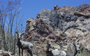 Hunters help sustain Yuma Proving Ground wildlife conservation efforts