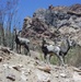 Hunters help sustain Yuma Proving Ground wildlife conservation efforts