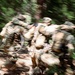 Soldiers from B Co., 4-9IN evacuate a simulated casualty under fire during a situational training exercise at Camp Casey, South Korea, July 29, 2025