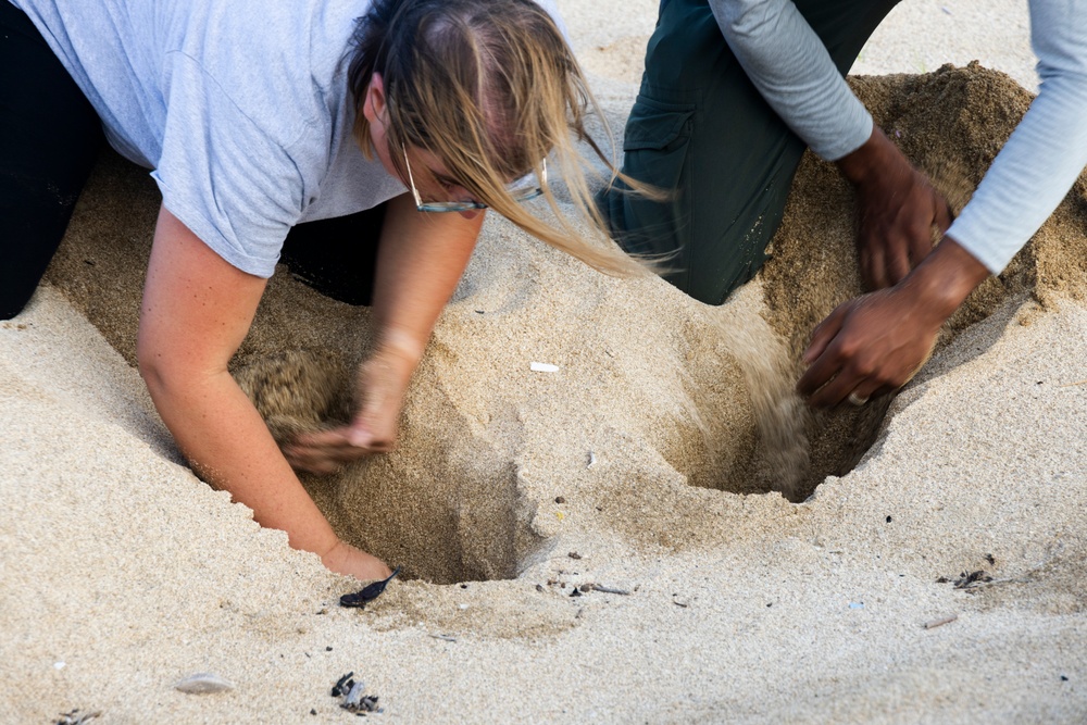 MCBH and Malama i na Honu Continue Sea Turtle Nest Excavation