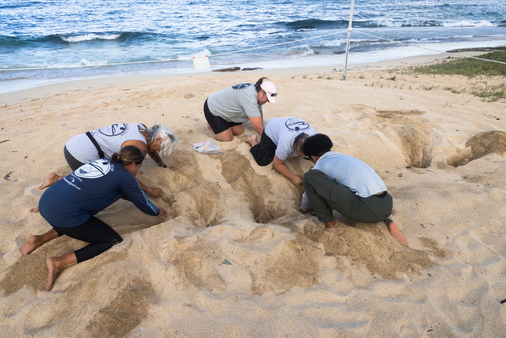 MCBH and Malama i na Honu Continue Sea Turtle Nest Excavation