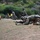 D.C. National Guard, Jamaican, Barbadian Forces Test Skills in Joint Caribbean Exercise