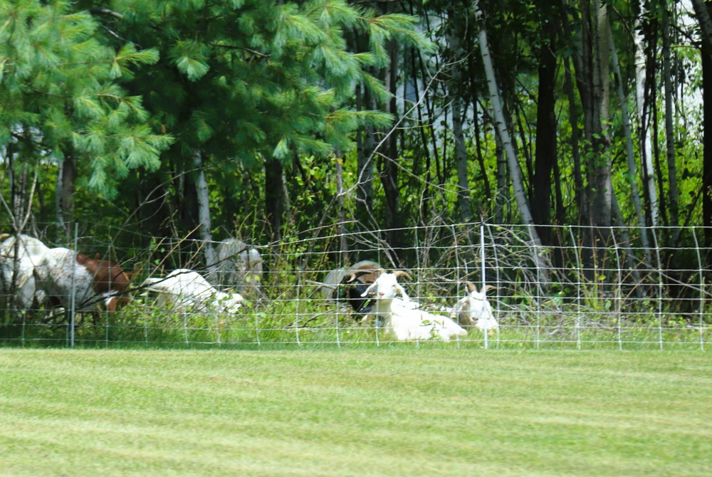 Fort McCoy continues to utilize goats to combat invasive species across installation
