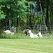 Fort McCoy continues to utilize goats to combat invasive species across installation