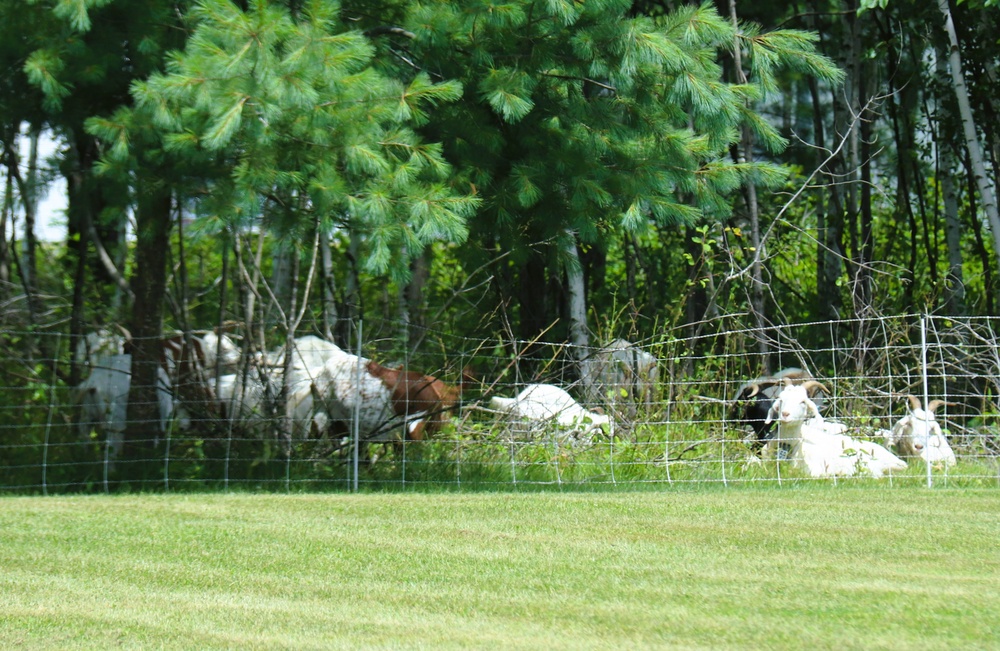 Fort McCoy continues to utilize goats to combat invasive species across installation