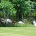 Fort McCoy continues to utilize goats to combat invasive species across installation