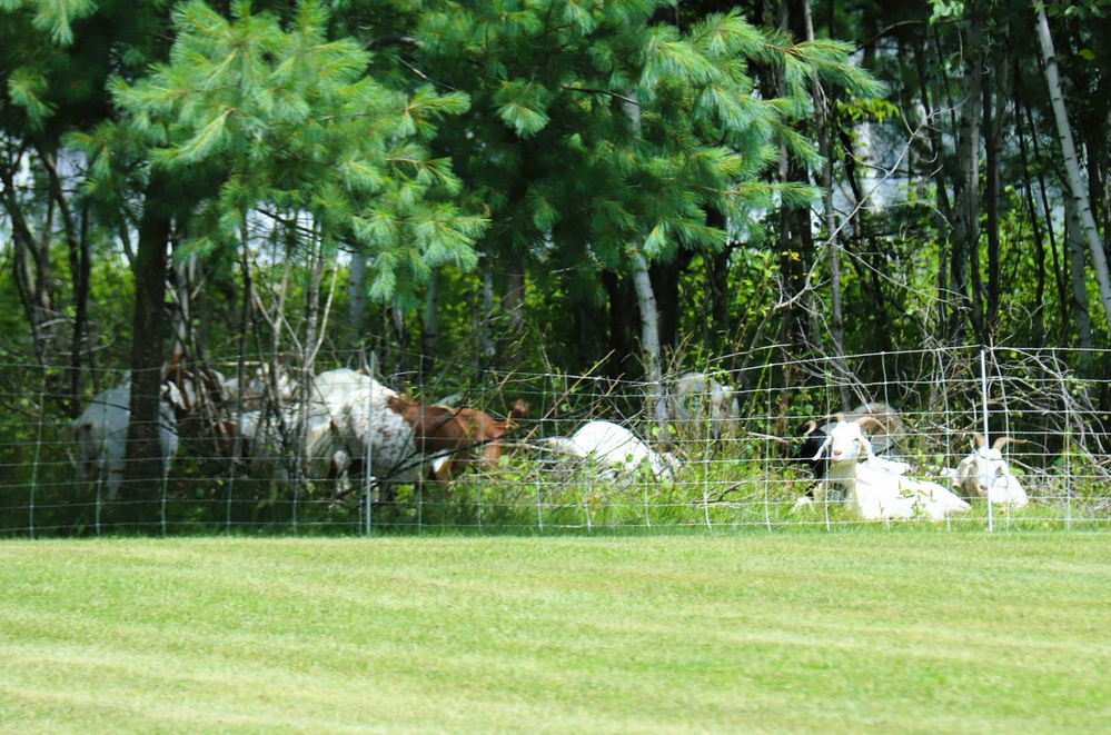 Fort McCoy continues to utilize goats to combat invasive species across installation