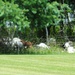 Fort McCoy continues to utilize goats to combat invasive species across installation