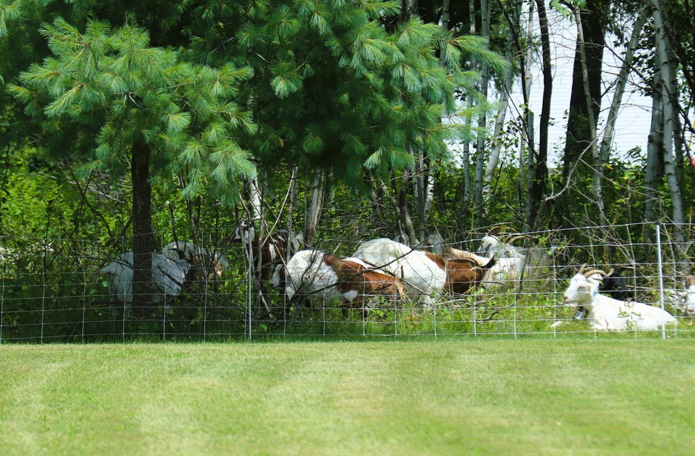 Fort McCoy continues to utilize goats to combat invasive species across installation