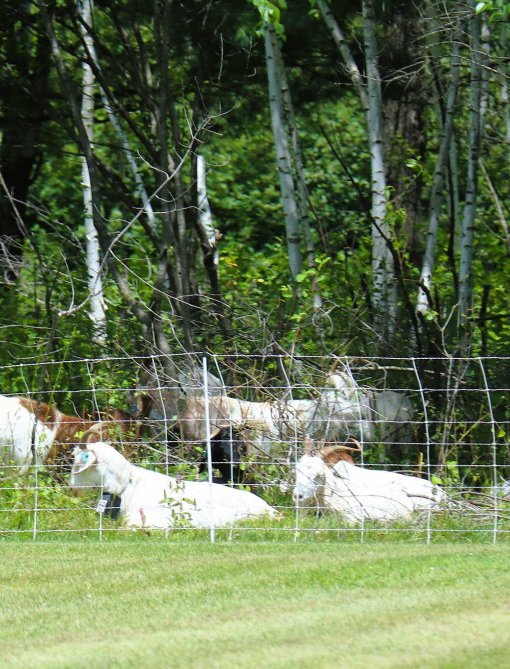 Fort McCoy continues to utilize goats to combat invasive species across installation