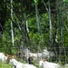 Fort McCoy continues to utilize goats to combat invasive species across installation