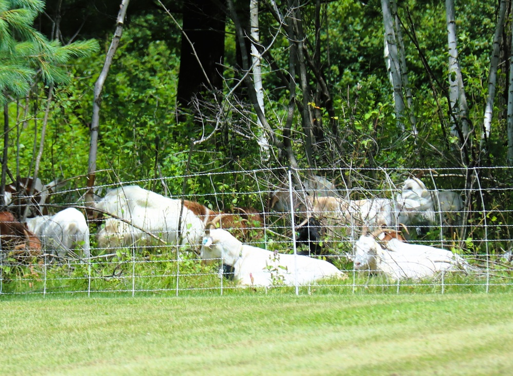 Fort McCoy continues to utilize goats to combat invasive species across installation
