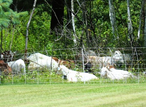 AFN Naples Radio News- Poznan Fighting Goats And 2026 DOD Budget Proposal