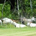 Fort McCoy continues to utilize goats to combat invasive species across installation