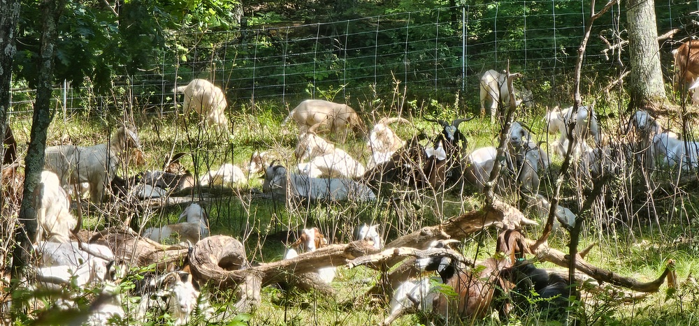 Fort McCoy continues to utilize goats to combat invasive species across installation