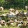Fort McCoy continues to utilize goats to combat invasive species across installation