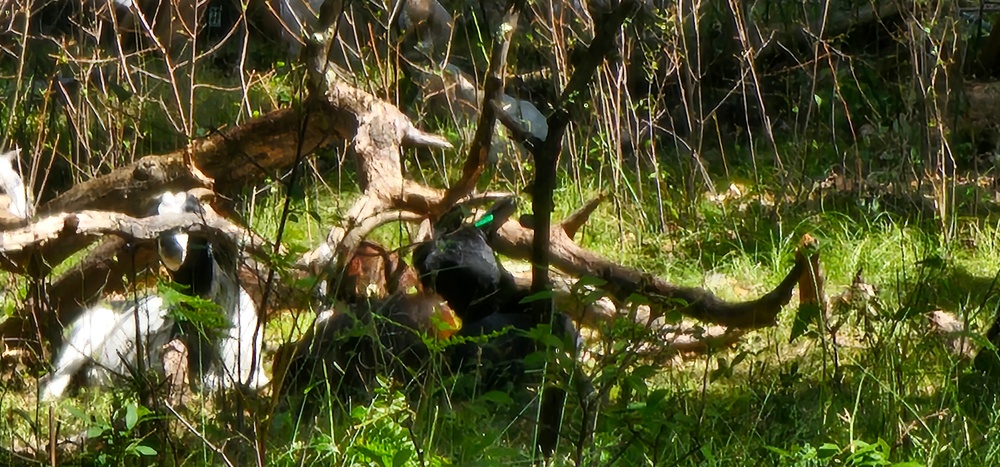 Fort McCoy continues to utilize goats to combat invasive species across installation