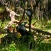 Fort McCoy continues to utilize goats to combat invasive species across installation
