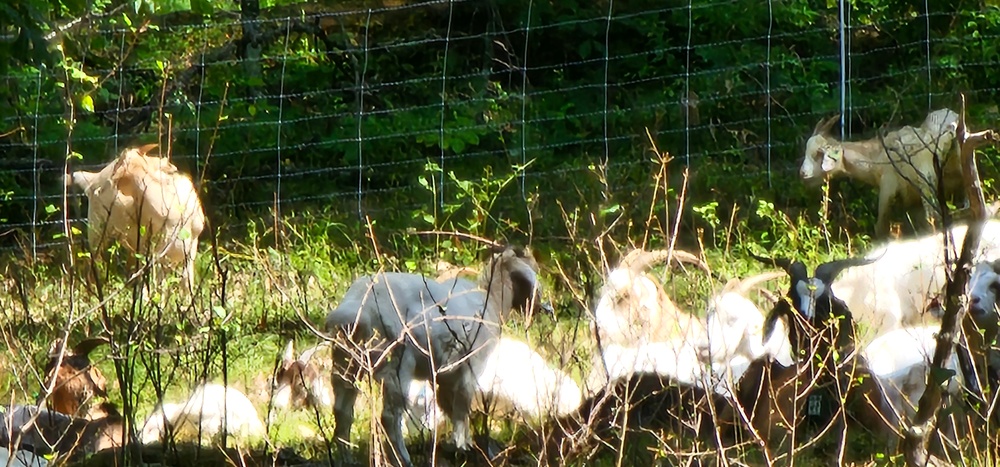 Fort McCoy continues to utilize goats to combat invasive species across installation