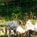 Fort McCoy continues to utilize goats to combat invasive species across installation