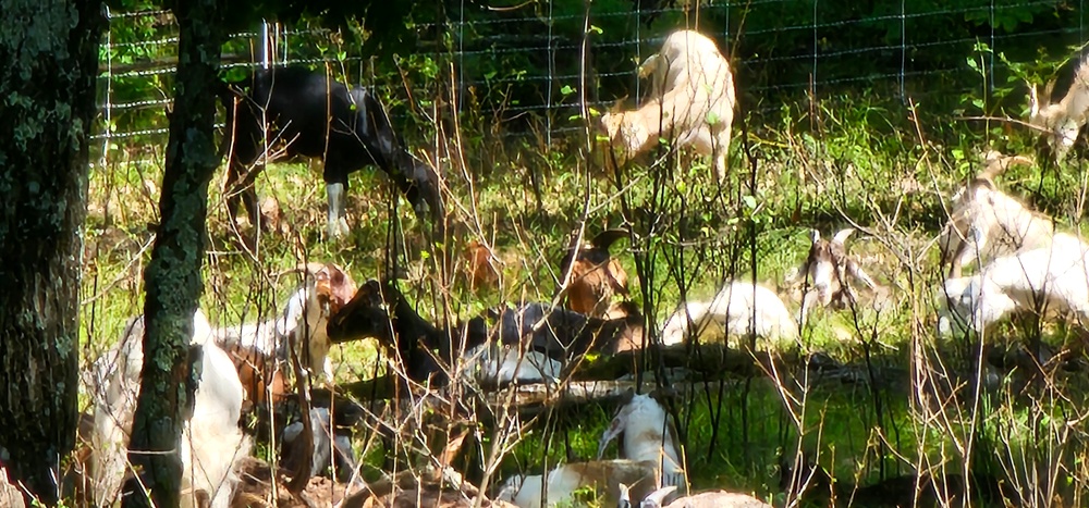 Fort McCoy continues to utilize goats to combat invasive species across installation