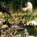 Fort McCoy continues to utilize goats to combat invasive species across installation