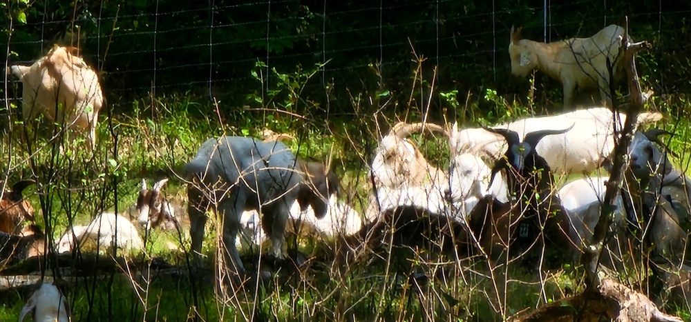 Fort McCoy continues to utilize goats to combat invasive species across installation