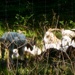 Fort McCoy continues to utilize goats to combat invasive species across installation