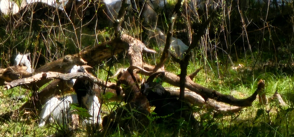 Fort McCoy continues to utilize goats to combat invasive species across installation