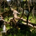 Fort McCoy continues to utilize goats to combat invasive species across installation