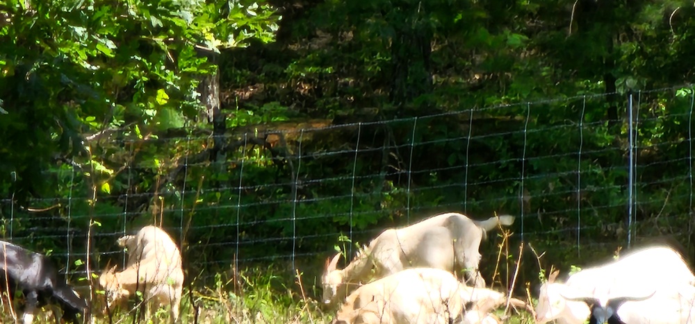 Fort McCoy continues to utilize goats to combat invasive species across installation