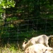 Fort McCoy continues to utilize goats to combat invasive species across installation